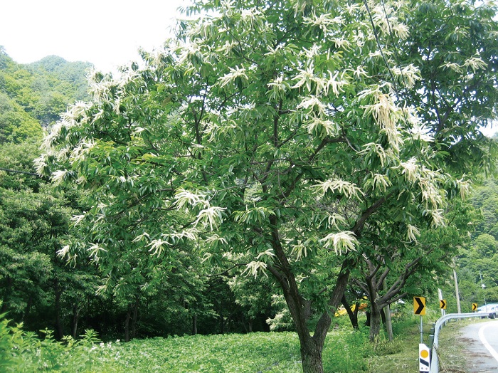 140709_korea_nature_2.jpg