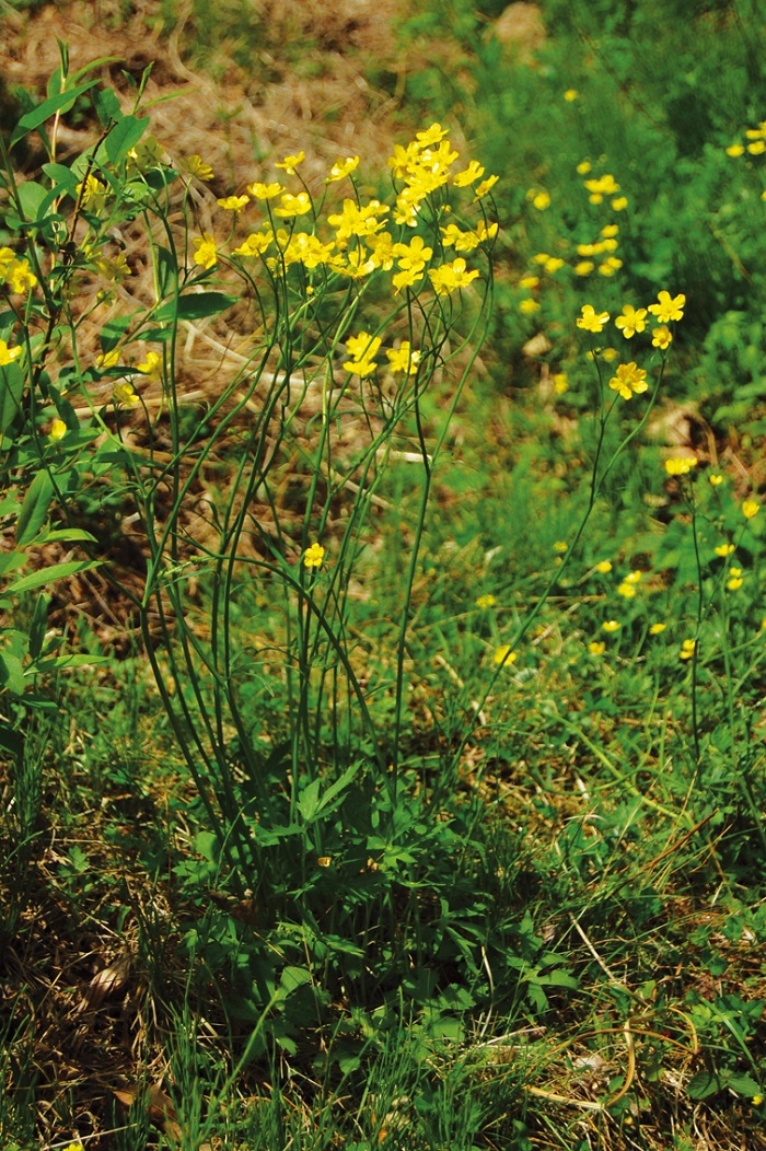 140709_korea_nature_444.jpg