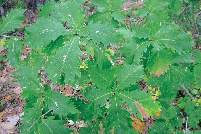 140827_korea_nature_2.jpg