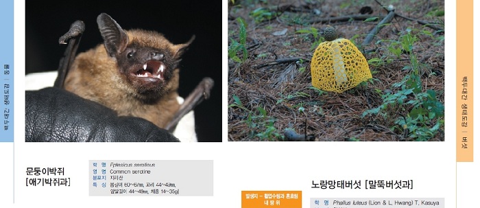 The new pictorial guide book provides information about a variety of wild plants and animals living along the <i>Baekdudaegan</i>. Two of them, pictured above, are the Common Serotine (left), a type of bat, and the Yellow Net Mushroom (right).