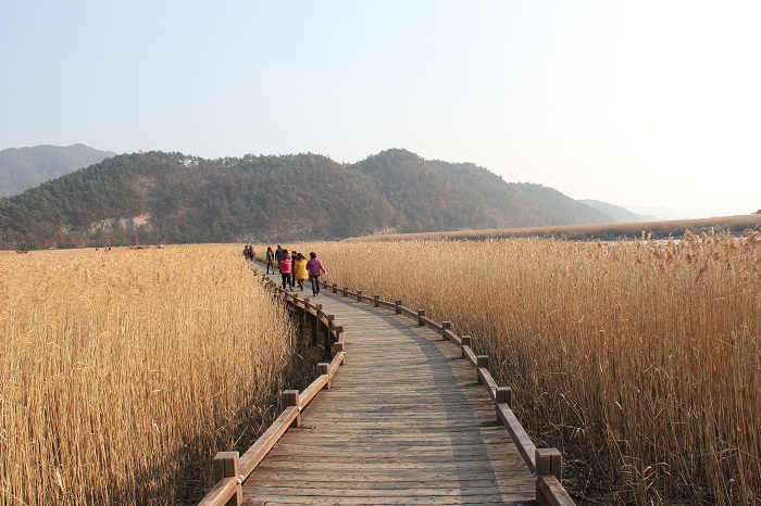 The reed marshlands of the Suncheon Bay Ecological Park change with the seasons, giving visitors a new vista to enjoy each time they return.