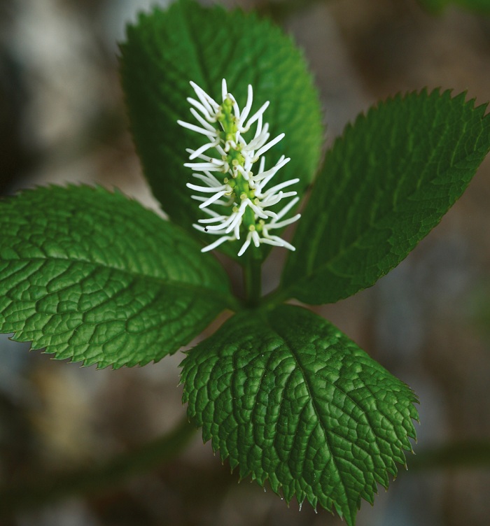 141121_korea_nature_444.jpg