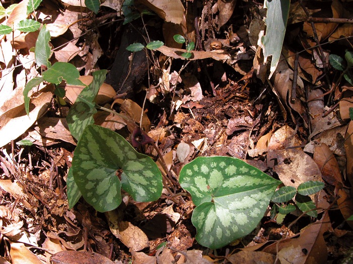 141203_korea_nature_4.jpg