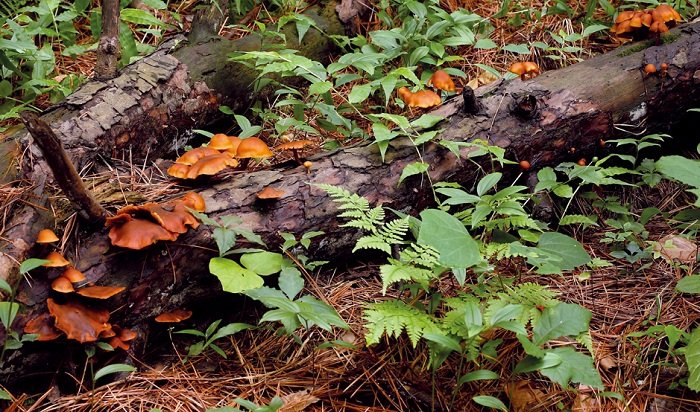 141210_Korea_nature_3.jpg