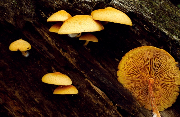 141210_Korea_nature_mushroom.jpg
