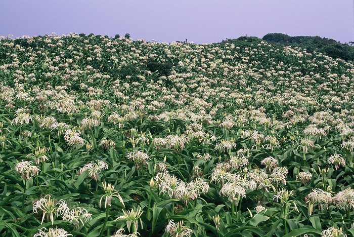 The crinum lily flourishes on the slopes of Hallasan Mountain.