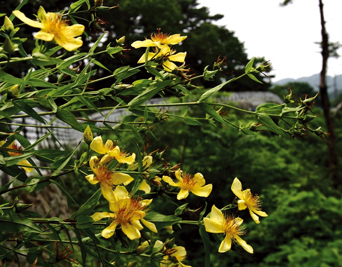 141224_korea_nature_4.jpg