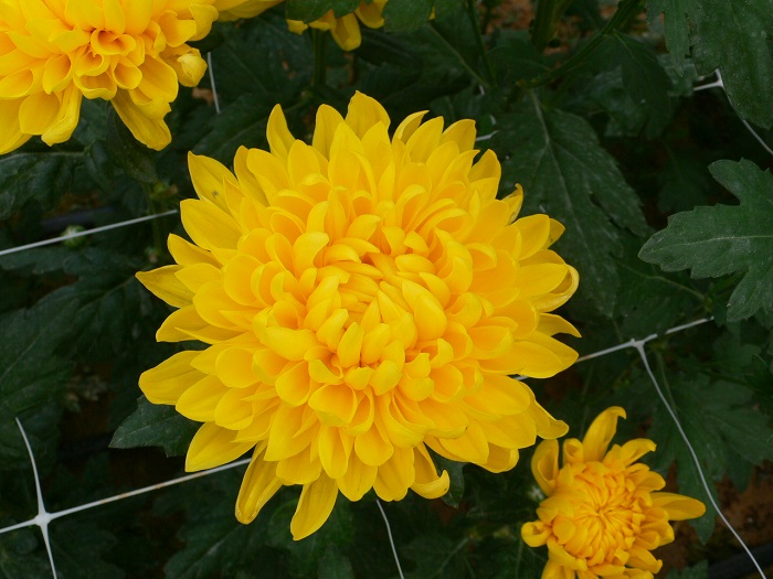 Chrysanthemum DNA analysis technology is a great way to identify the specific variety of this flower.