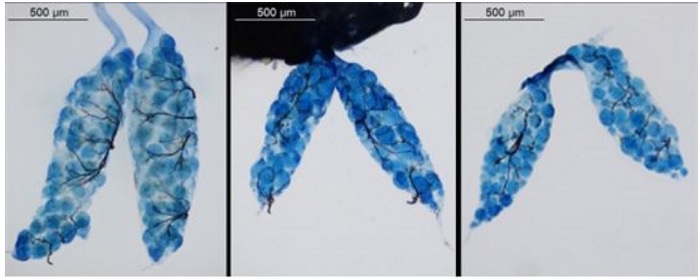 Pictured (left) is the ovarium of a normal mosquito. Pictured (center, right) are abnormally developed ovaria due to changes in the the JHAs.