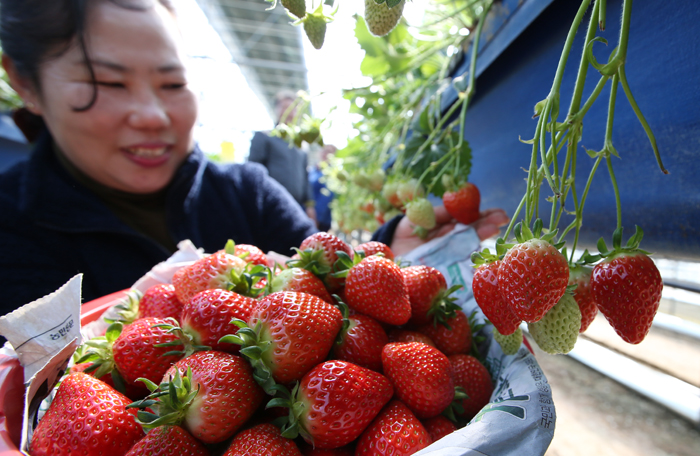 Sancheong strawberries are recognized nationwide for their size and sweetness. Demand is high from urban city dwellers, as well as from abroad.