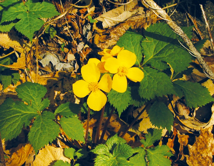 150305_korea_nature_4.jpg