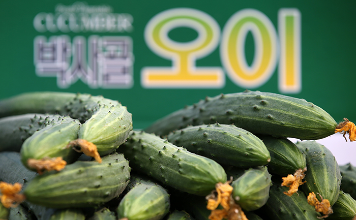 Rice taffy (top) and cucumbers are two local specialties produced in Baksagol Village in Imsil County, Jeollabuk-do.