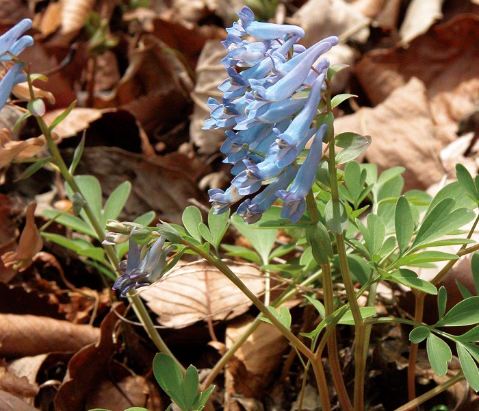 150325_Korea_nature_44.jpg