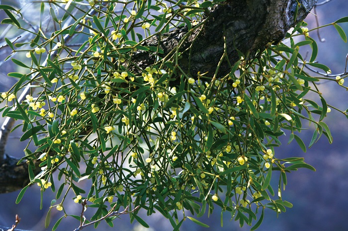150428_Nature_Korea_2.jpg
