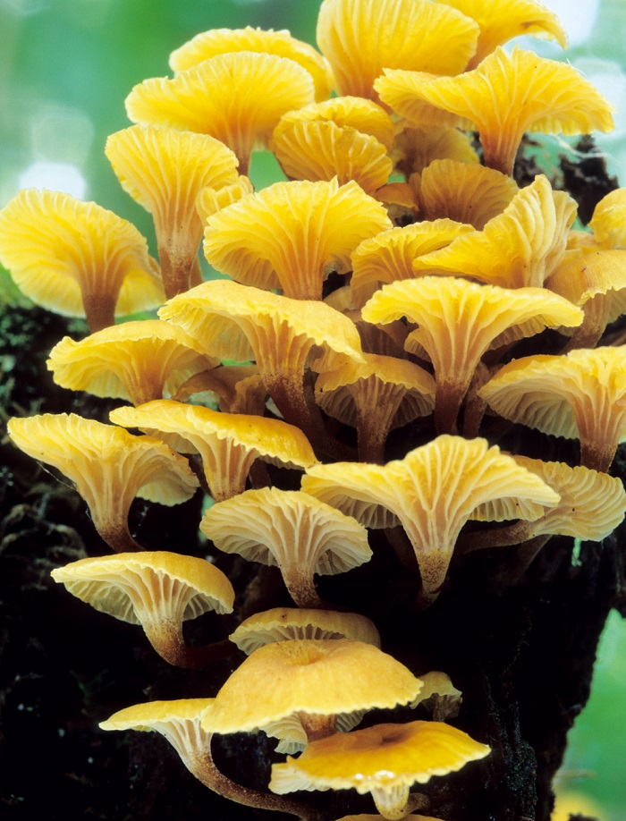 150428_Nature_Korea_33.jpg