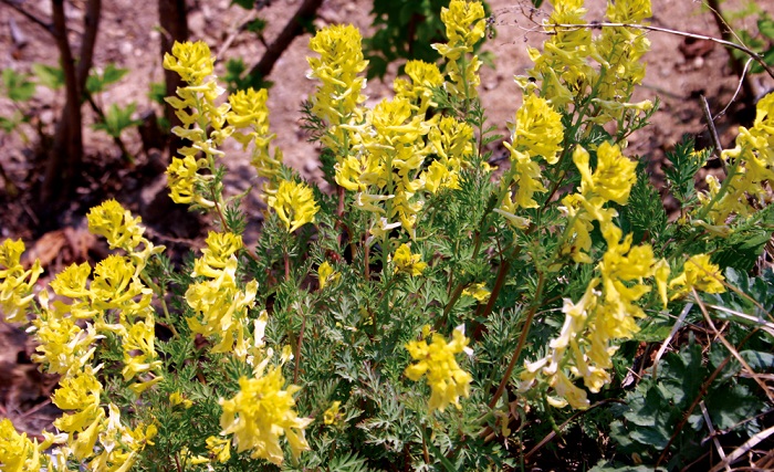 150428_Nature_Korea_4.jpg