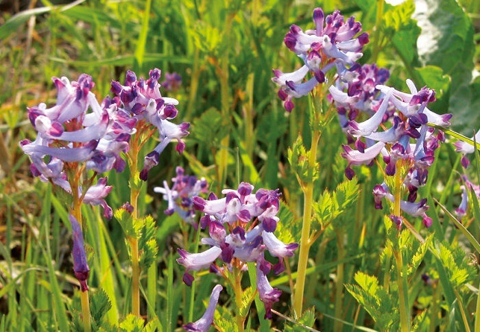 150428_Nature_Korea_44.jpg