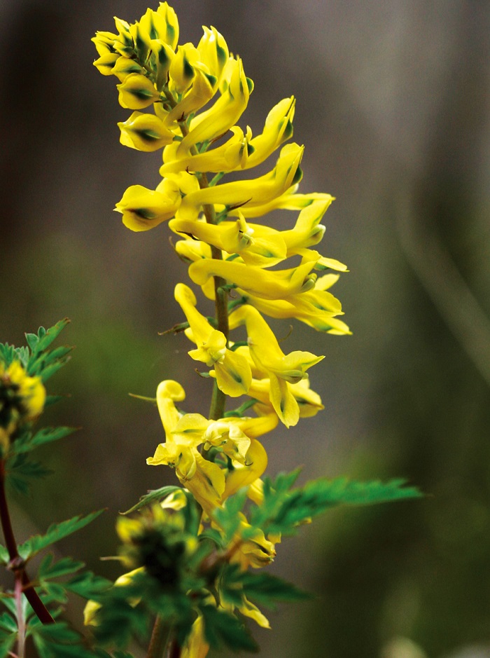 150428_Nature_Korea_444.jpg