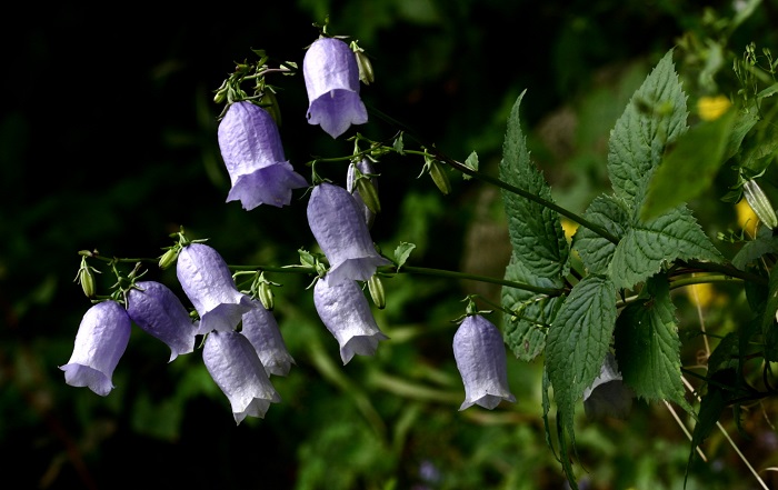 Pictured is the Geumgang Bellflower, so named as it was first discovered on the slopes of Geumgangsan Mountain. It is a flower of one species and one family, native to the Korean Peninsula.