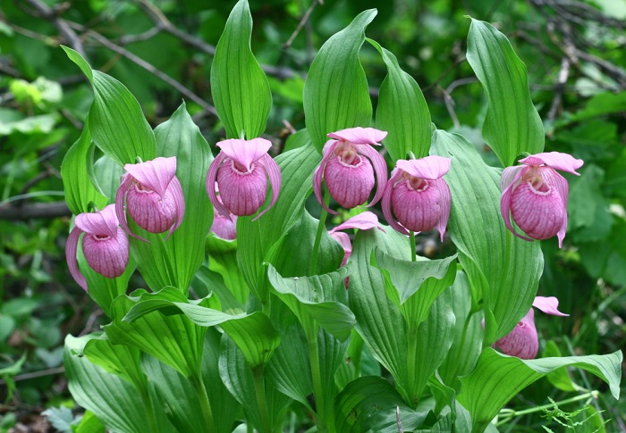 The lucky bag orchid, technically known as <i>Cypripedium macranthum Sw.</i>, is classified as a second-class endangered species.