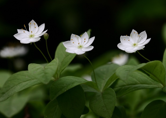 Chickweed wintergreen, or <i>Trientalis europaea L.</i>, grows in the northern regions of Korea. It is classified as a second-class endangered plant.