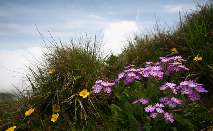Hepatica, whose scientific name is <i>Primula modest</i>, grows from the cracks of rocks in the mountains.