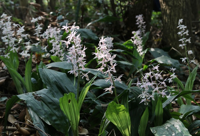 <i>Calanthe aristulifera Rchb.f.</i> can be seen across southern regions of Korea, including on Jeju Island.