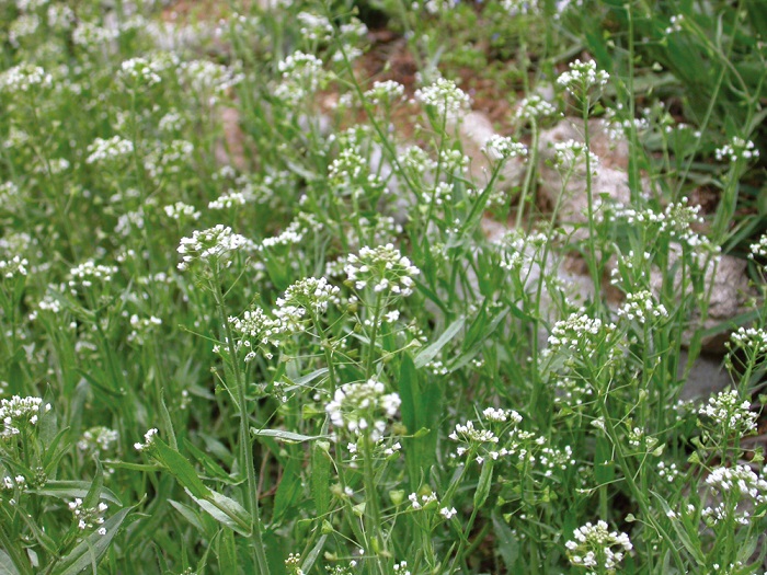 150617_Korea_nature_4.jpg