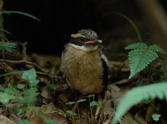 150703_Korea_bird_2.jpg