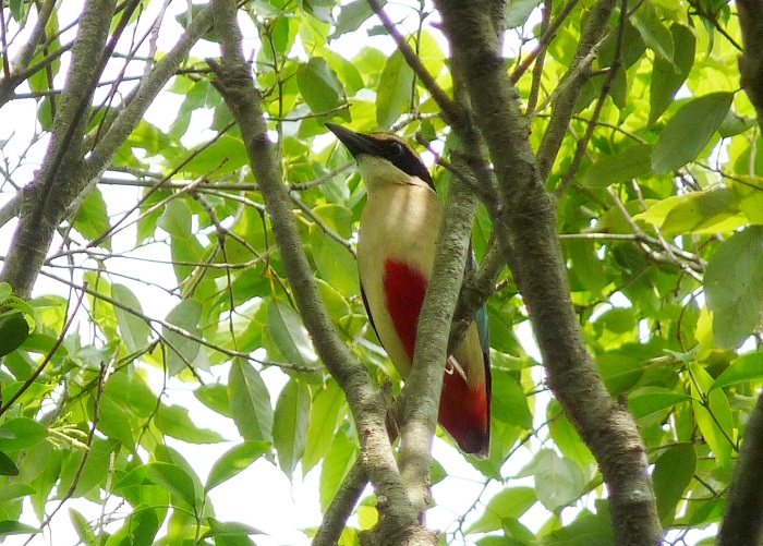 The fairy pitta is known by its nickname, the 'fairy bird.'