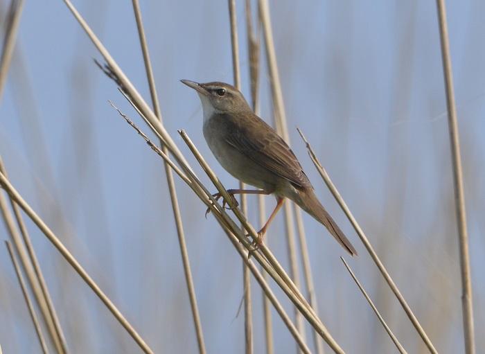 As a species of bush warblers, the Styan's grasshopper warbler is known for its high-toned and crisp chirping.