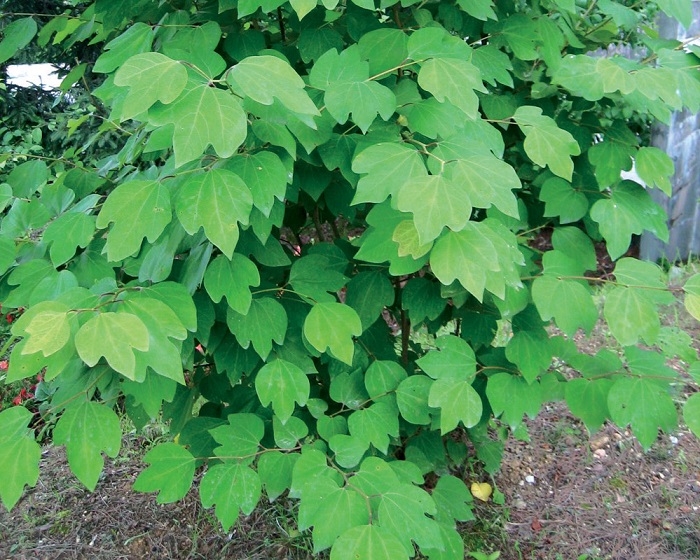 150715_nature_2.jpg
