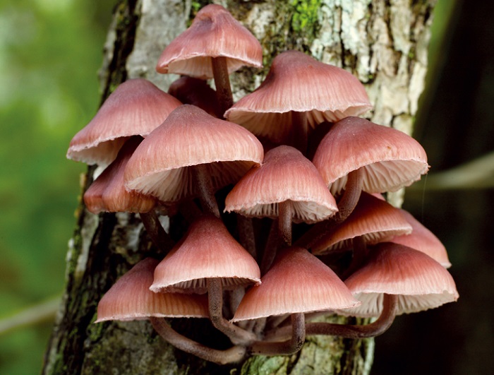 150715_nature_3.jpg