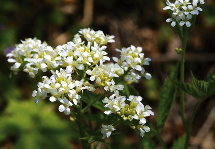 150715_nature_44.jpg