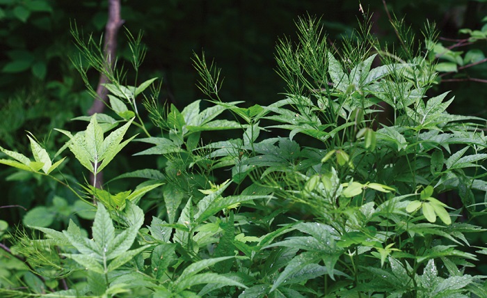 150715_nature_444.jpg