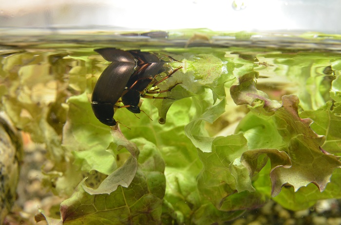The silver water beetle, <i>Hydrochara affinis</i>, can be used to catch mosquitoes.