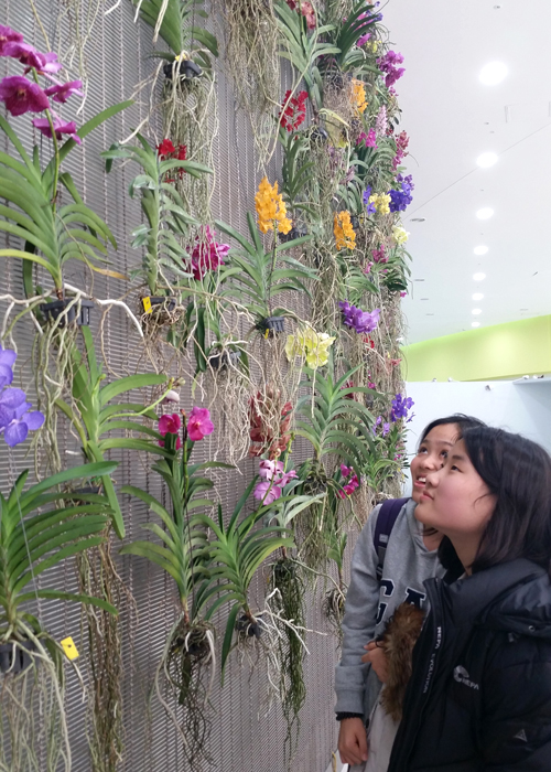 151223_orchid_art3.jpg