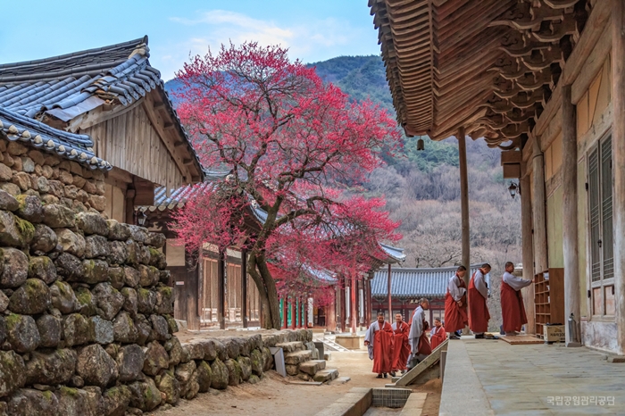 Photographer Woo Jung-soon, one of the winners of the 16th National Park Photo Contest, takes a photo of Buddhist monks entering a shrine for evening services, at Hwaeomsa Temple at Jirisan Mountain, Jeollanam-do Province, in March.