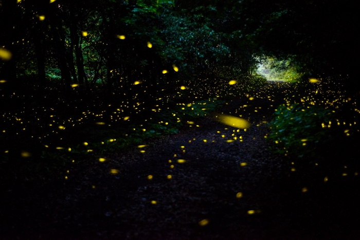 Photographer Heo Eun-seon wins a prize in the 16th National Park Photo Contest for her photo of fireflies at the Gotjawal Forest at Hallasan Mountain on Jeju Island in June.