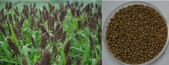 161114_grain_art1.jpg