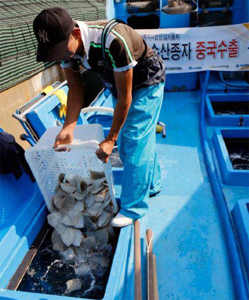 161122_turbot_art1.jpg