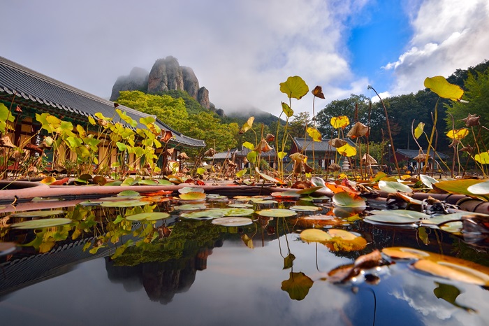 Lee Soon-sub’s “The Janggunbong Peak in Water,” which shows the beauty of lotus flowers at the Daejeonsa Temple of Juwangsan National Park, also received the first prize.