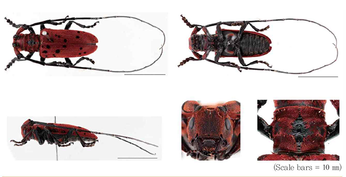170207_beetle_art3.jpg