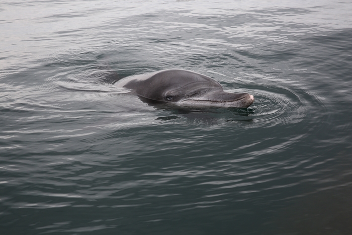 Daepo (대포), one of the Indo-Pacific bottlenose dolphins that used to live at the Seoul Grand Park, was released back into the sea on July 18 after an adjustment period at a pool built near Hamdeok Port on Jeju. (Seoul Metropolitan Government)
