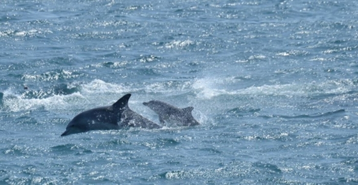 So far, the dolphins have successfully adapted to life back in the wild seas. Jedol, returned to the wild two years before Taesan and Boksun, came to visit the two dolphins alongside 30 other wild dolphins at the time of their release. Last year, Chunsam and Sampal were all seen swimming nearby with their babies.