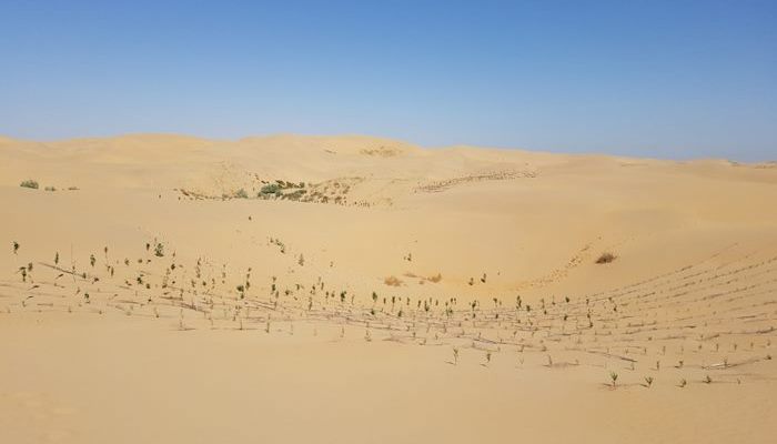 The above photo shows parts of the Kubuchi Desert in 2017 10 years after being reforested. The bottom photo shows the same area before the trees were planted in 2007.