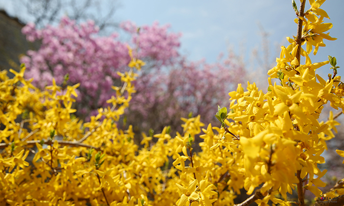 Celebrating Spring With Seoul S Official Flower Korea Net The Official Website Of The Republic Of Korea