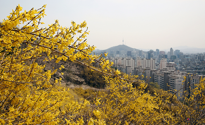 Celebrating Spring With Seoul S Official Flower Korea Net The Official Website Of The Republic Of Korea