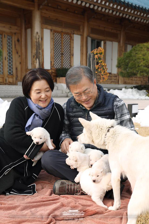 Korea’s first couple on Nov. 25 spends time with Gomi, one of two Pungsan breed dogs sent from North Korean leader Kim Jong Un, and her six puppies. (Cheong Wa Dae)