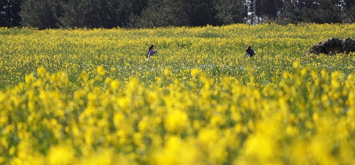 Spring Travel Week (April 27-May 12) will offer specialized tours and deals throughout the country. (Jeon Han)